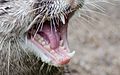 Oriental small-clawed otter teeth