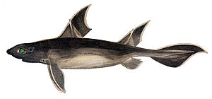 Oxynotus centrina Gervais