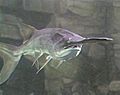Paddlefish underwater