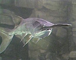 Paddlefish underwater