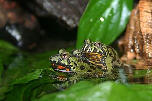 Pair of Oriental fire-bellied toads