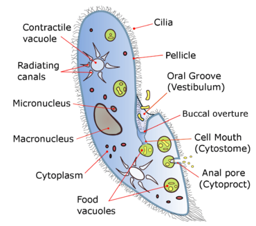 A diagram of Paramecium caudatum