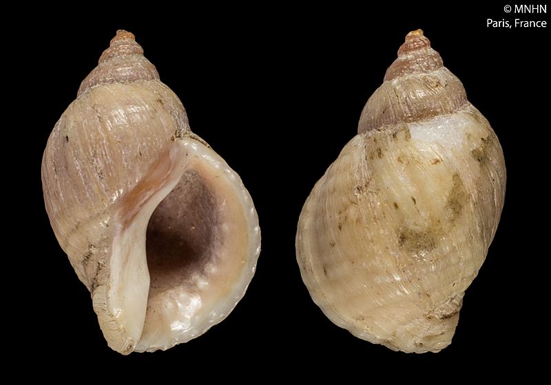 Paratrophon patens (MNHN-IM-2000-150)