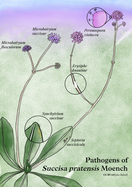 Pathogens of Succisa pratensis Moench