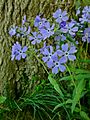 Phlox divaricata - Wild Blue Phlox 2
