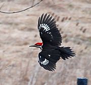 Pileated Woodpecker!, crop