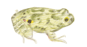 Pleurodema cordobae tadpole
