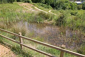 Pond in Claylands Local Nature Reserve - geograph.org.uk - 841979