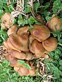 Psilocybe caerulescens -Costa Rica