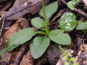 Pterostylis nutans leaves