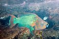 Rainbow parrotfish.jpg