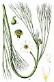 Ranunculus X Sturm58
