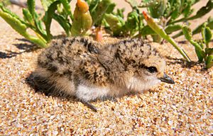 Red-capped plover chick444