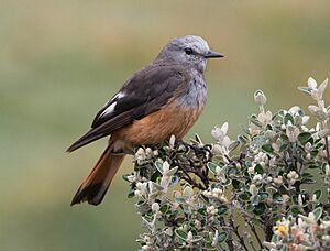Red-rumped-Bush-tyrant.jpg