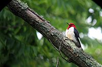 Red Headed Woodpecker at Sky Meadows1