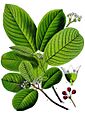 Rhamnus purshiana - Köhler–s Medizinal-Pflanzen-121