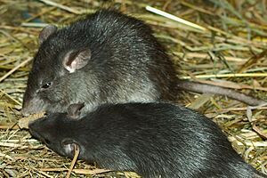 Roofrat Hagenbeck 02