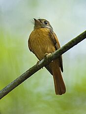Ruddy-tailed Flycatcher - Panama H8O2602 (16685744808).jpg