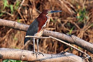 Rufescent tiger heron (Tigrisoma lineatum).JPG