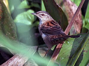 Pallas's grasshopper warbler Facts for Kids
