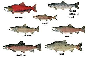 Salmon 01