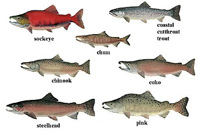 Salmon 01