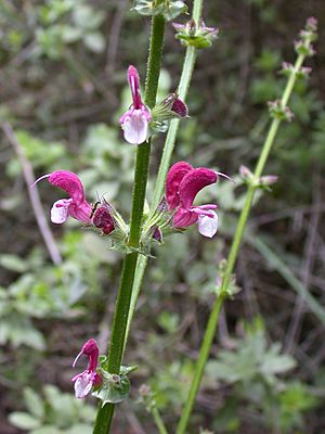 Salvia hierosolymitana 1