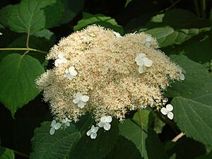Saxifragaceae - Hydrangea arborescens subs. radiata