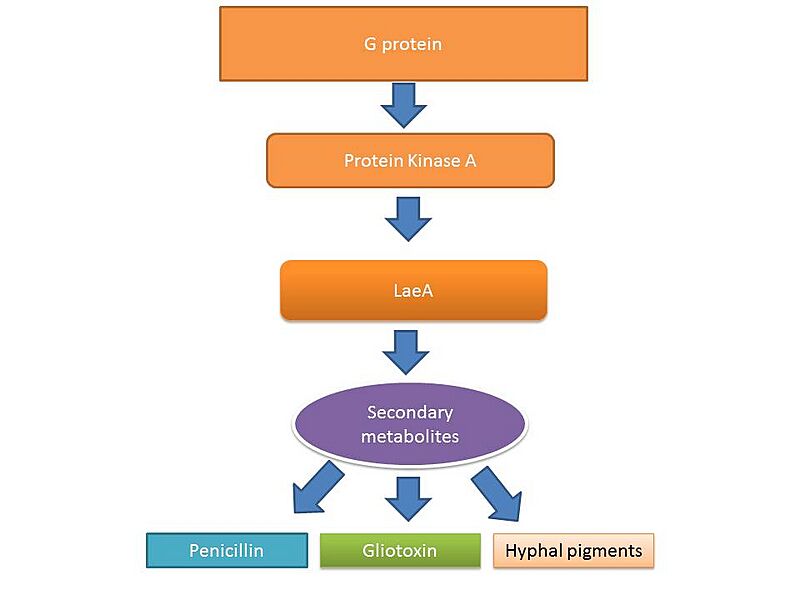 Secondary metabolite regulation by LaeA