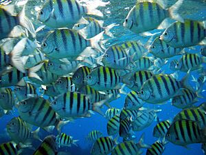 Sergeant Major fish caribe