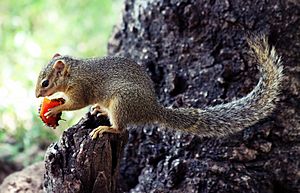 Squirrel, Manyara National Park, Tanzania (2010)
