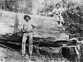 StateLibQld 1 100192