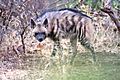 Striped Hyena (Hyaena hyaena)