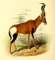 The book of antelopes (1894) Bubalis caama