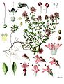 Thymus serpyllum - Köhler–s Medizinal-Pflanzen-138