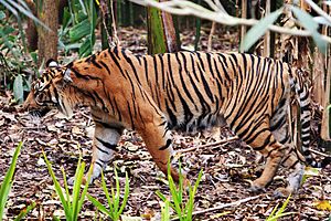 Tiger - melbourne zoo