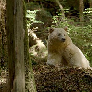 Ursus americanus kermodei, Great Bear Rainforest 1
