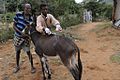 Veterinary Outreach Hawaye Kebele Ethiopia