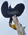 Victoria's Riflebird courtship - Lake Eacham - Queensland S4E8070 (22198704599) (cropped)