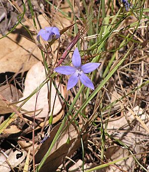 Wahlenbergia Stricta Red Hill.jpg
