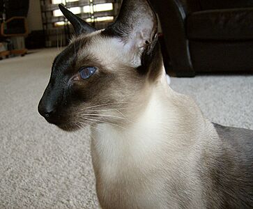 WedgeheadSealpointSiamese (cropped)