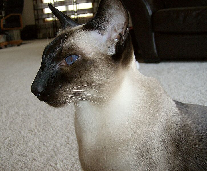 WedgeheadSealpointSiamese (cropped)