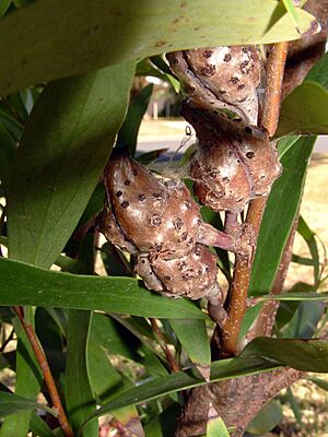 Willow-leaved Hakea seed