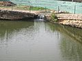 "Big Spring" of Big Spring, TX IMG 1430