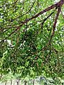 雀榕 Ficus superba var. japonica 20200912073054 02