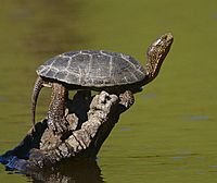 2009-Western-pond-turtle.jpg