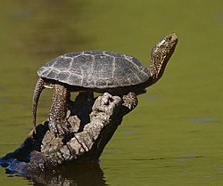2009-Western-pond-turtle