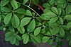 Akebia quinata leaf.jpg