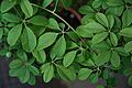 Akebia quinata leaf