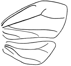 Aleyrodidae Udamoselis Venation Enderlein 1909
